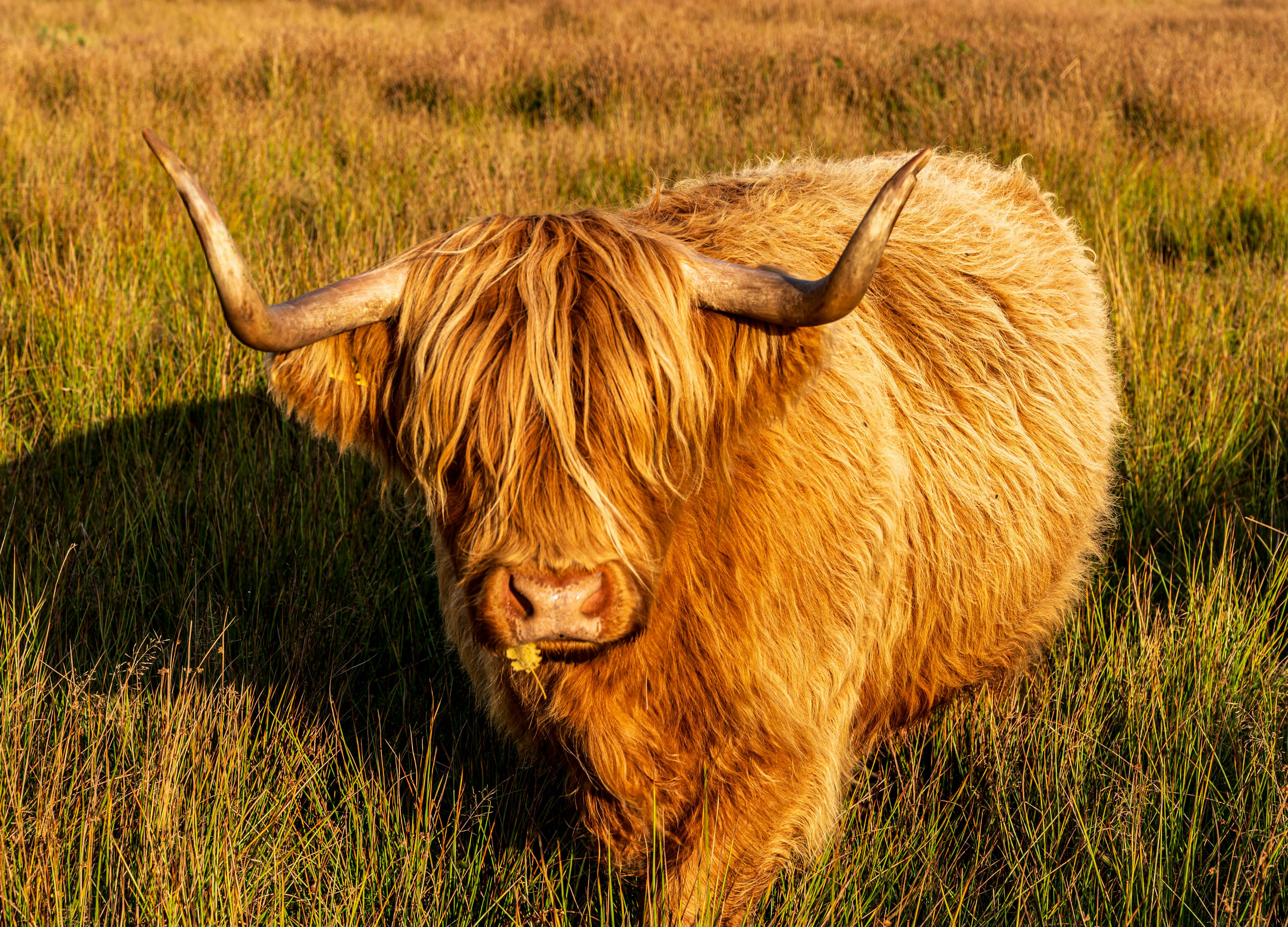 grátis Uma majestosa vaca das Terras Altas em um campo verdejante em Doldersum, Drenthe, exibindo seus longos chifres e pelagem desgrenhada. Foto profissional