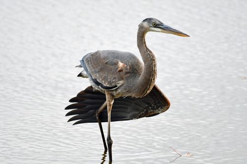 Free Elegant great blue heron standing in shallow water, displaying its majestic wings. Stock Photo