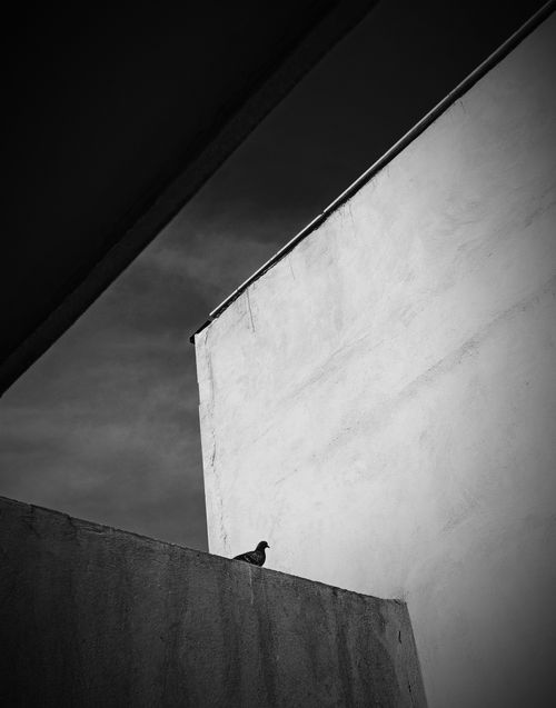 Free Black and white photo highlighting geometric architecture with a lone bird. Stock Photo