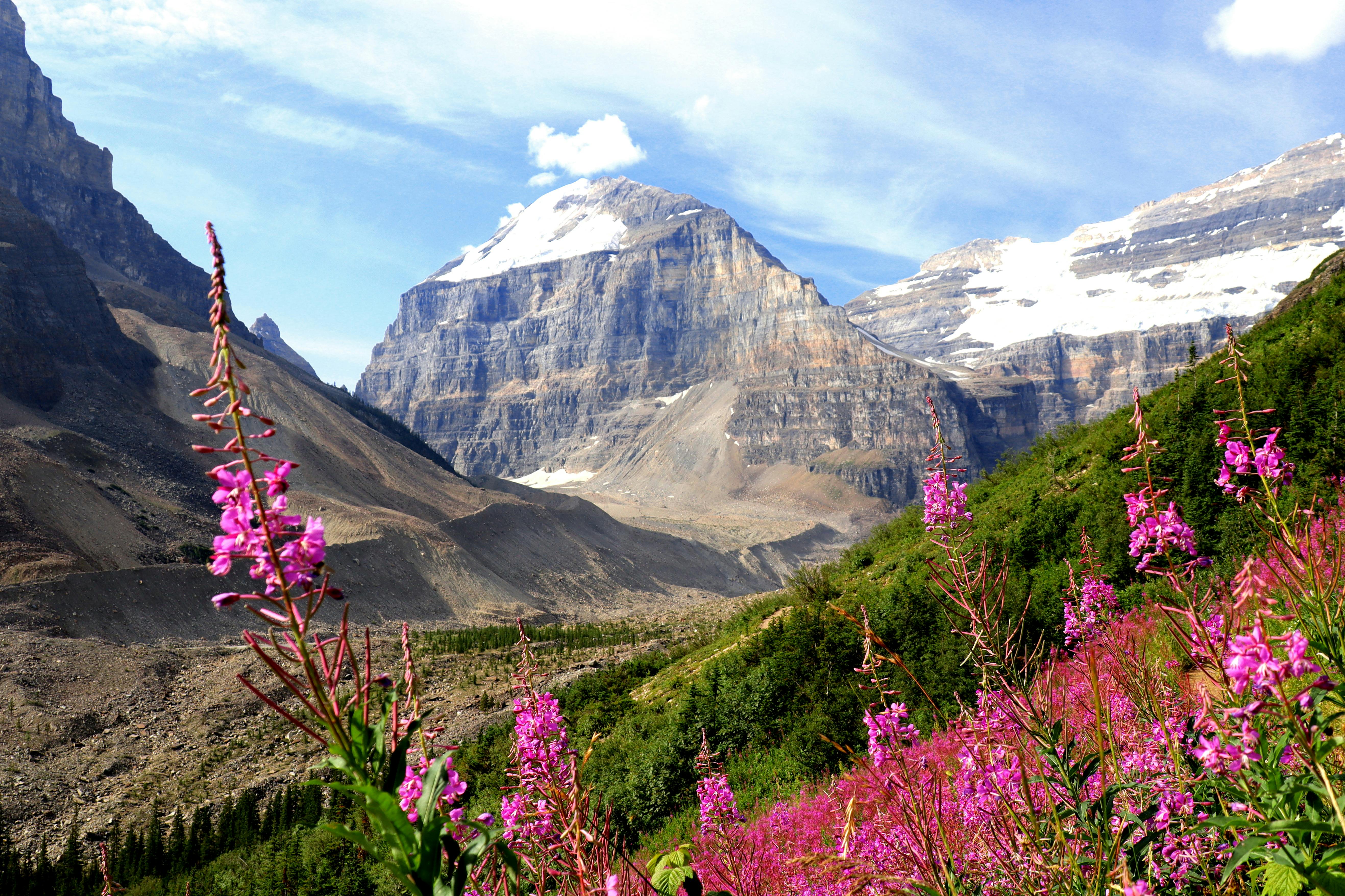 Scenic view of mountains with vibrant pink wildflowers under clear blue sky.