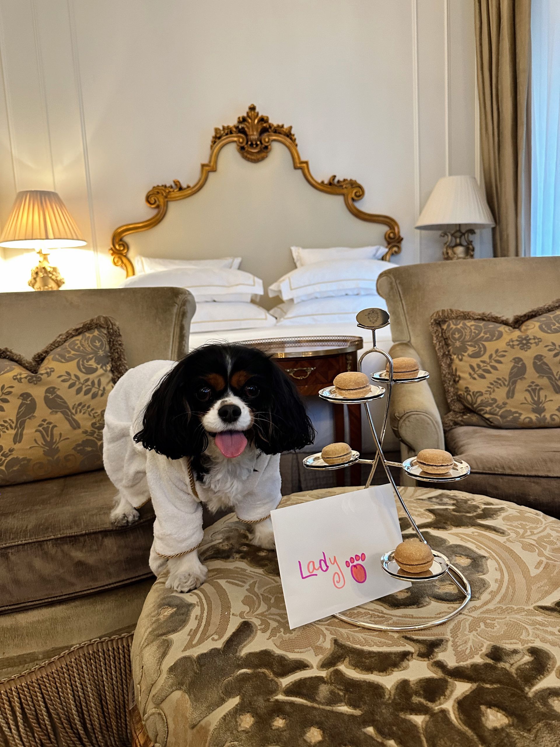 Small spaniel dog in a robe relaxing in an elegant luxury hotel room