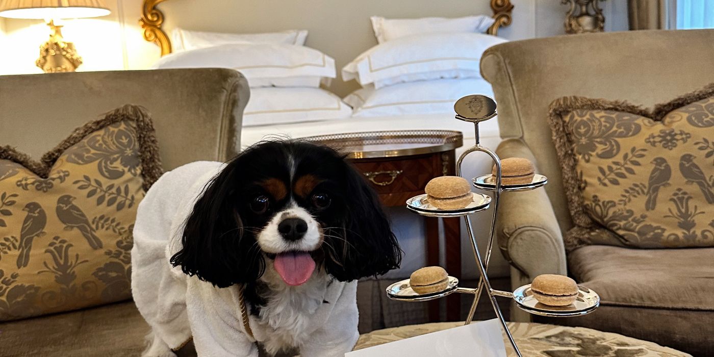 Small dog in a comfortable hotel room, illustrating how to book a pet-friendly hotel in 2026