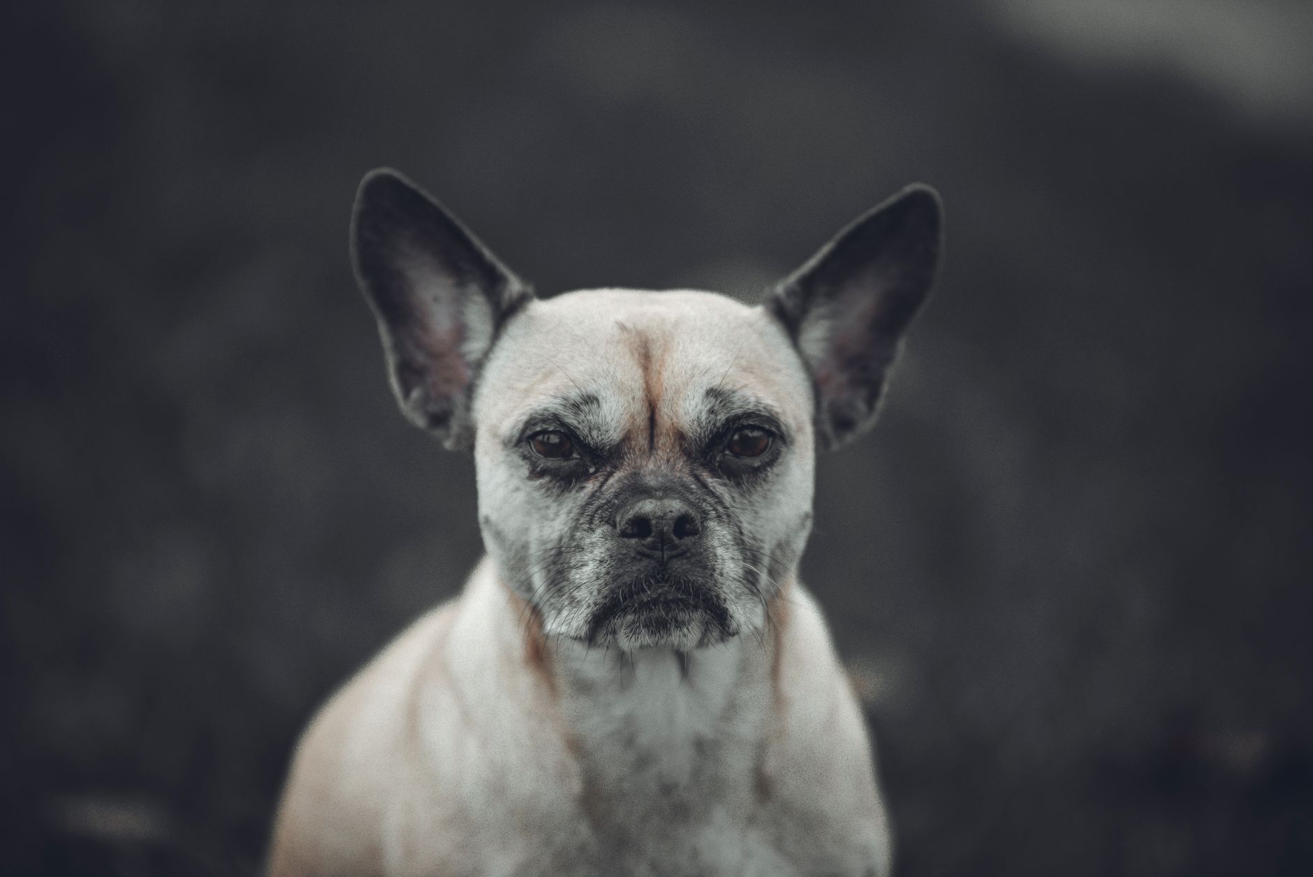 Veterinary care for a dog