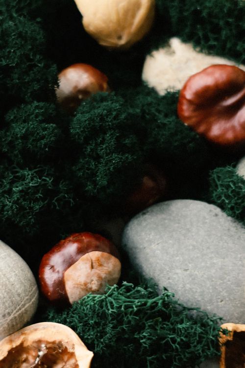 Free Close-up of chestnuts, stones, and moss creating a natural composition. Stock Photo