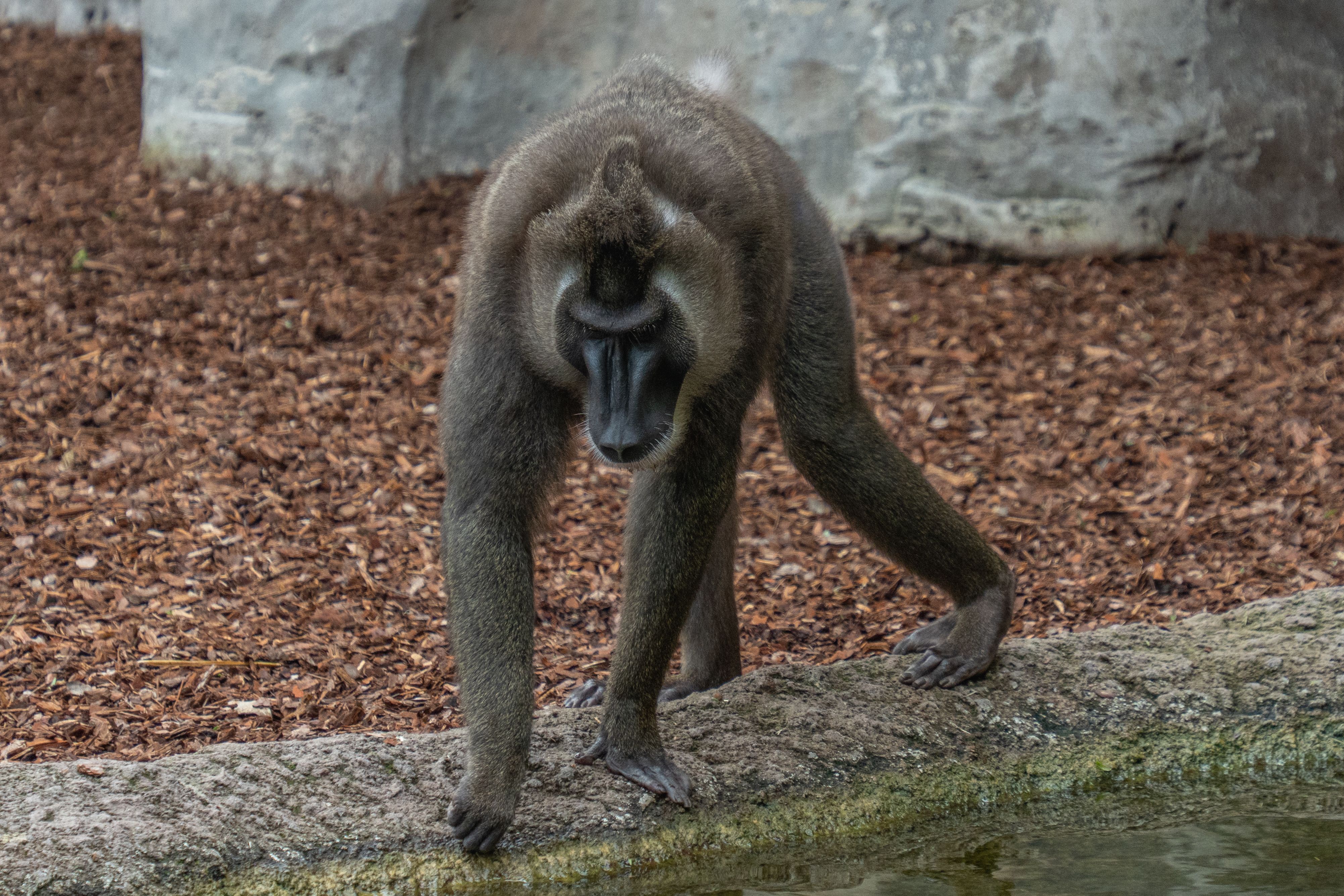 Exploring Drill Monkey near Water Edge · Free Stock Photo