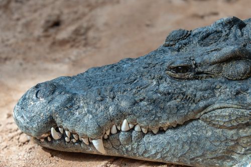 Free Detailed close-up of a crocodile's head resting on sandy ground, showcasing its texture. Stock Photo