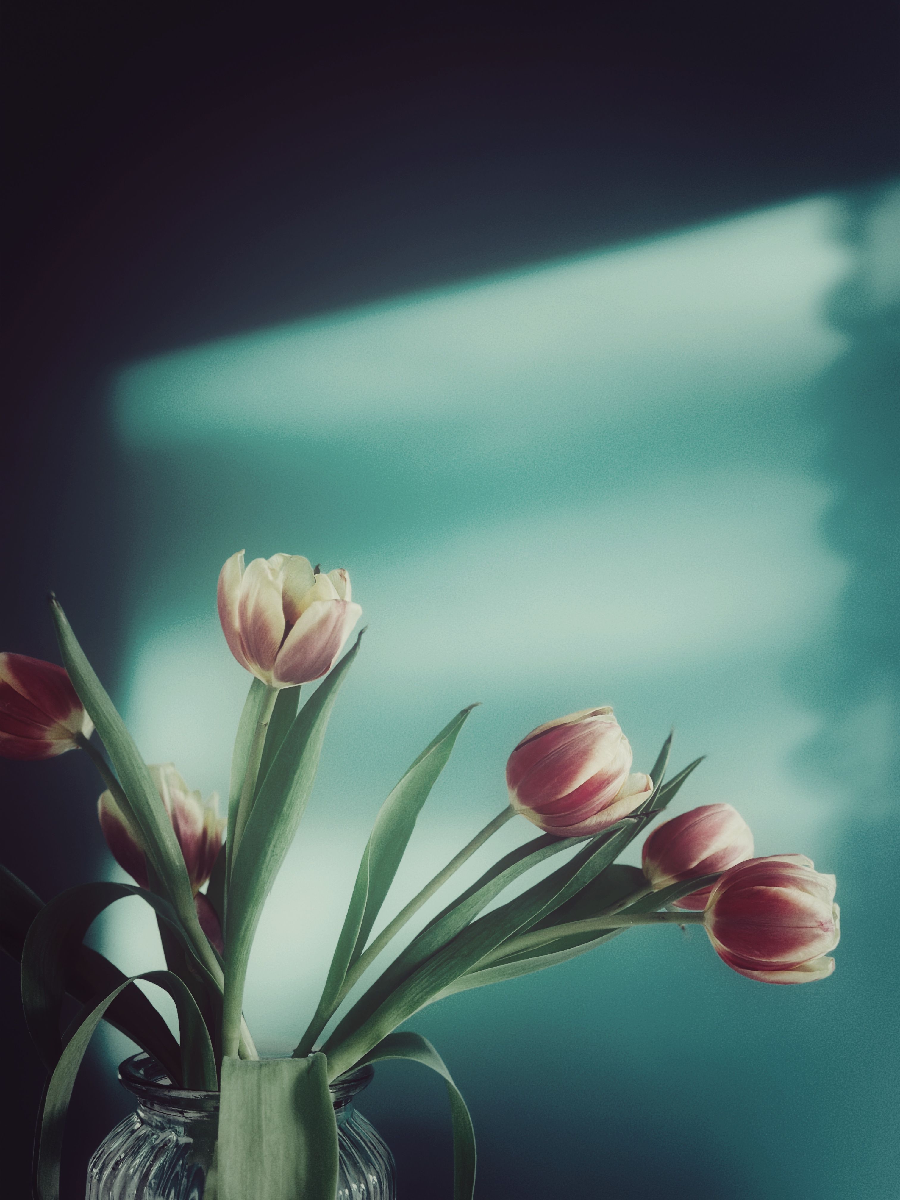 Artistic Still Life of Tulips in Vase · Free Stock Photo