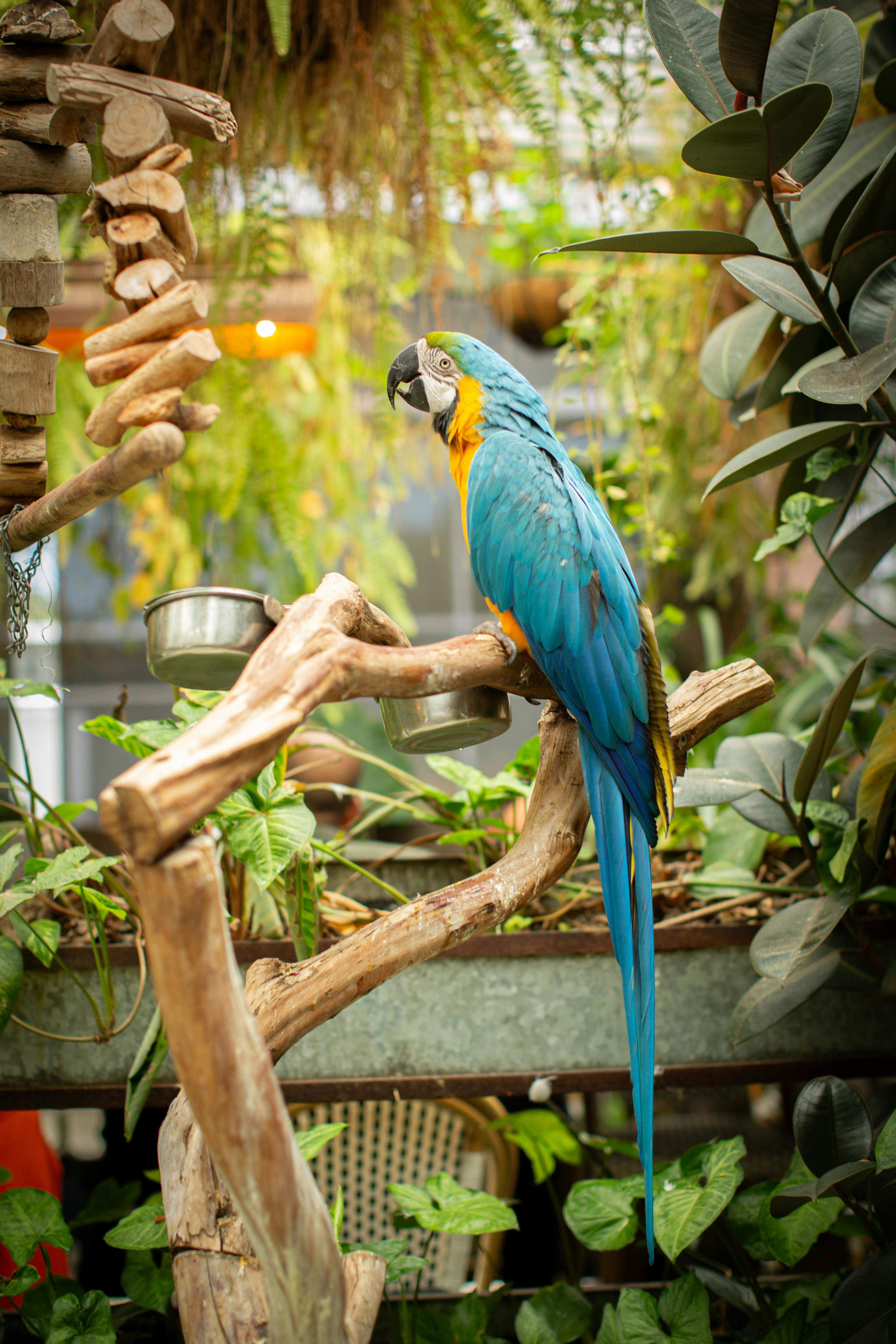 A beautiful blue and gold macaw perched in vibrant tropical foliage, indoors.