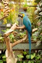 Colorful Blue and Yellow Macaw in Tropical Setting