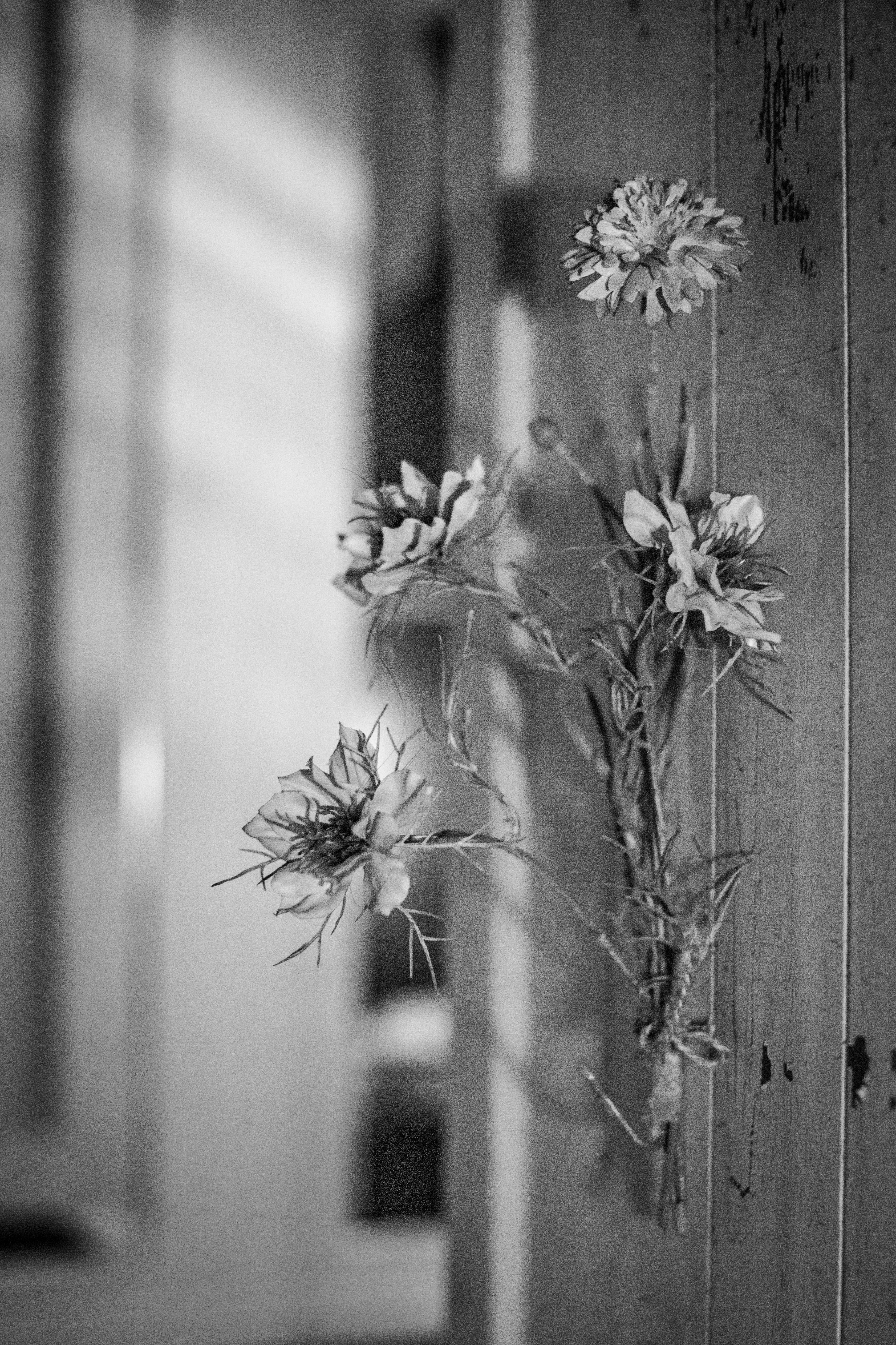 Artistic black and white photo of flowers in Alexandria, NSW.