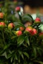 Vibrant Pink Peony Buds in Natural Setting