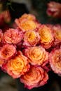 Bright Colorful Roses in Bloom Close-Up