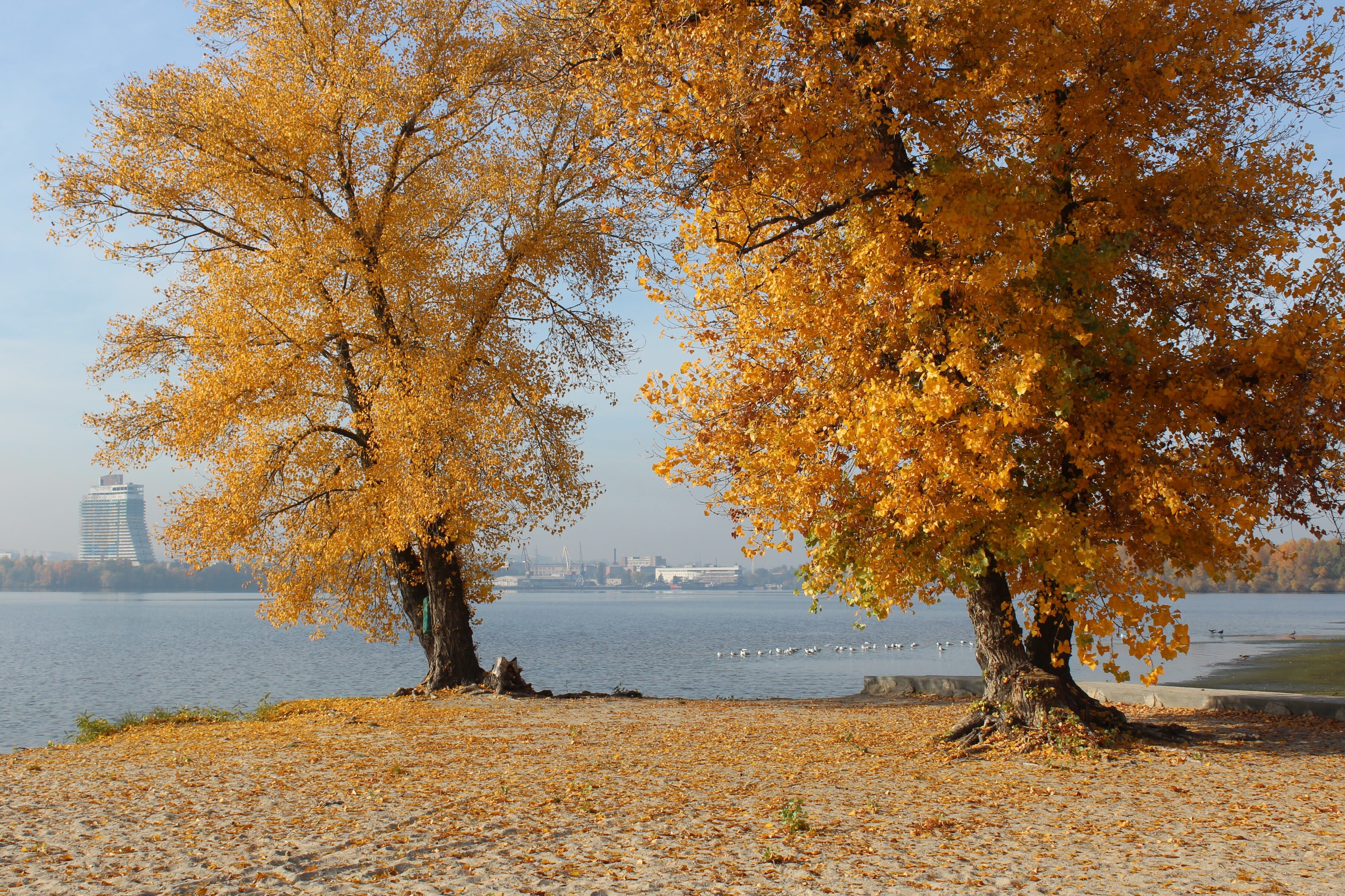 Golden Autumn Trees by the Riverbank · Free Stock Photo