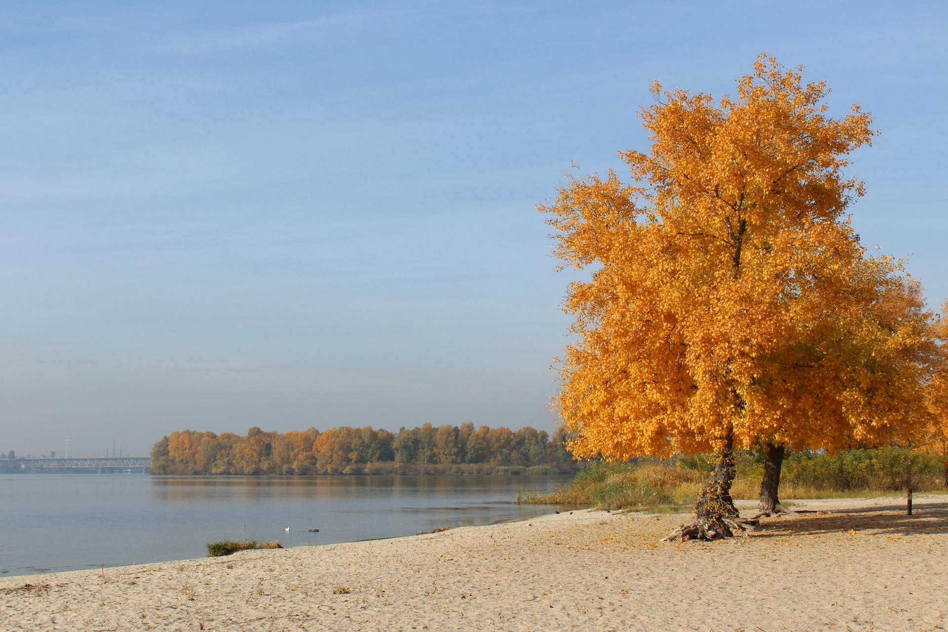 A beautiful golden tree stands on a sandy river beach in autumn, under a clear blue sky.