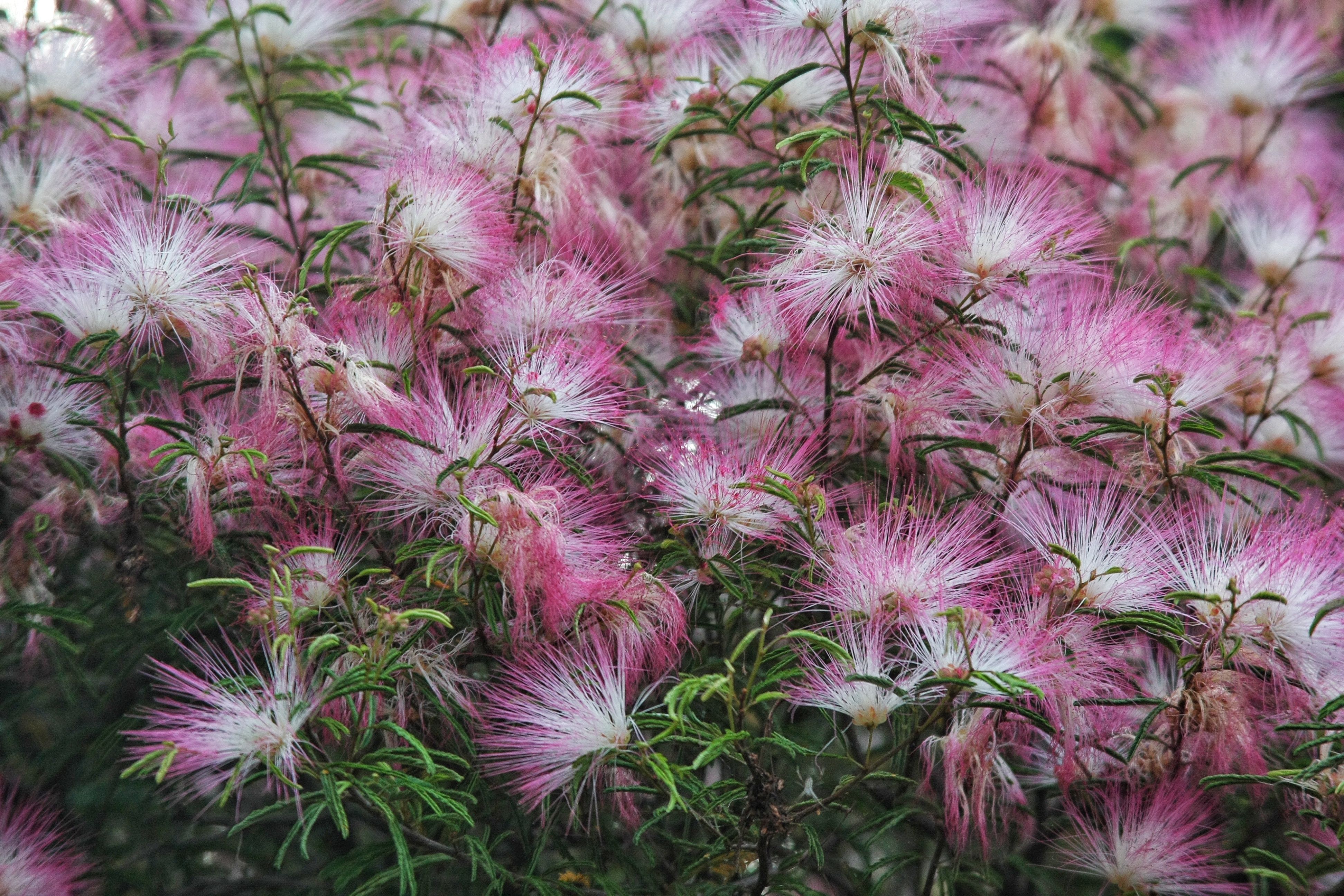 Vibrant Pink and White Calliandra Blooms in Garden · Free Stock Photo