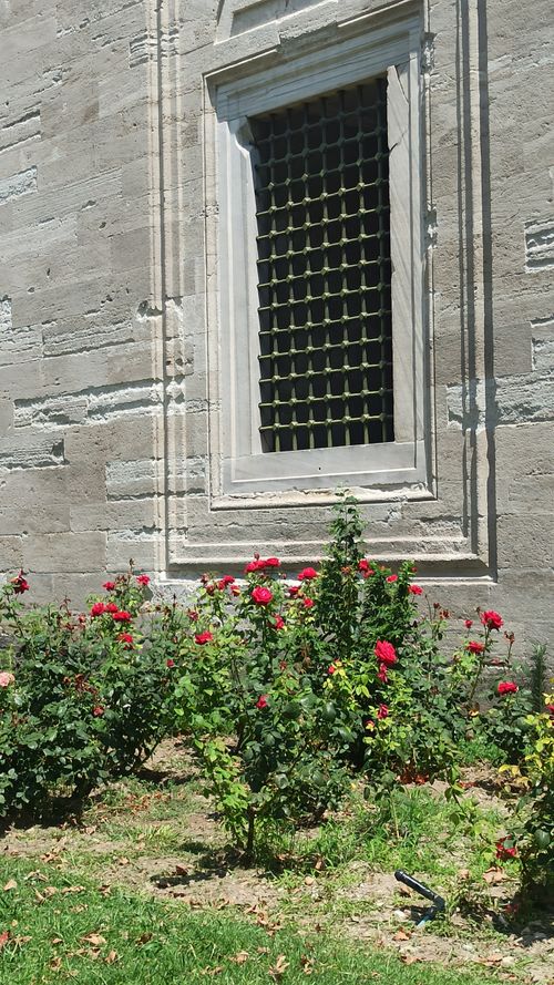 Free Beautiful roses bloom near a historic window in Istanbul, Türkiye, on a sunny day. Stock Photo