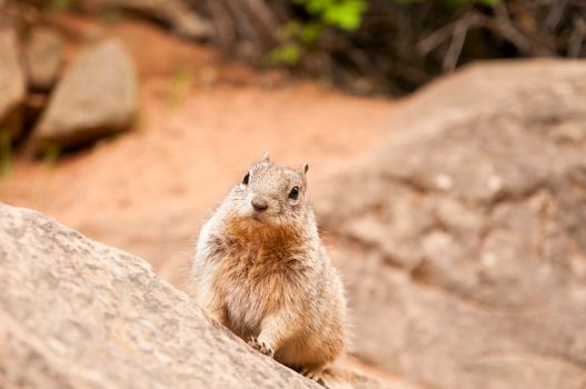 hamster photo