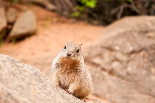 Free A curious squirrel sitting on a rock in a natural outdoor setting, showing wildlife in its natural habitat. Stock Photo