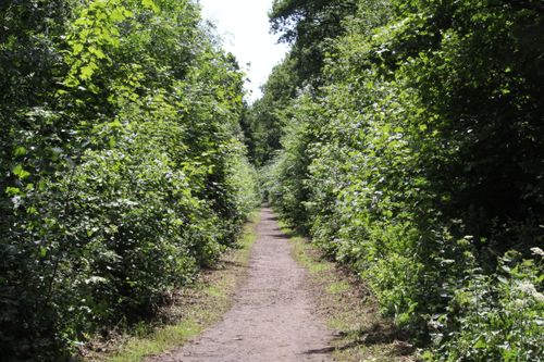 Free Peaceful forest path surrounded by vibrant greenery in summer sunlight. Stock Photo