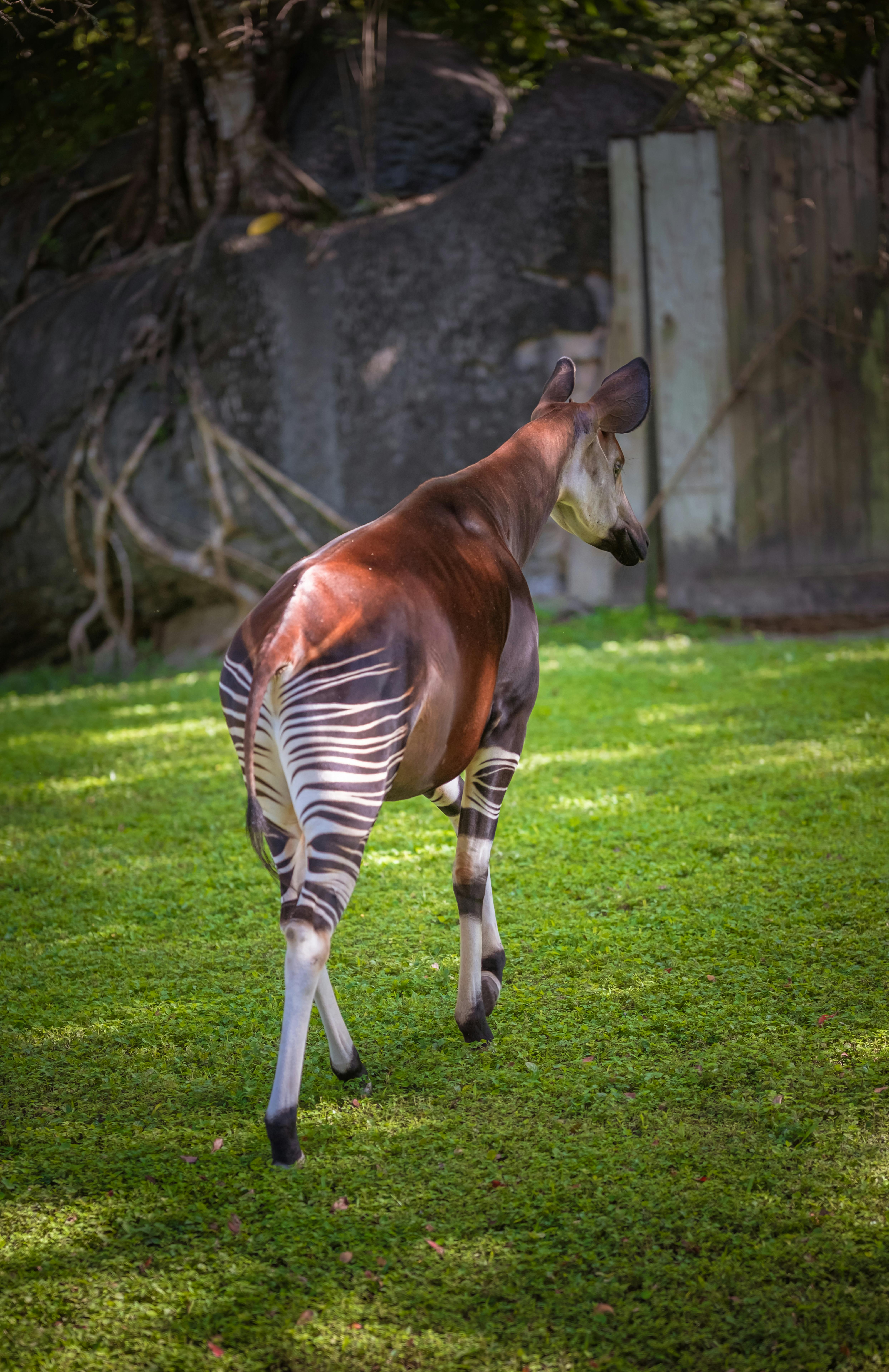 okapi walking in lush green enclosure