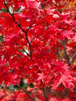 Stunning close-up of vibrant red maple leaves, capturing the essence of autumn in Toronto.