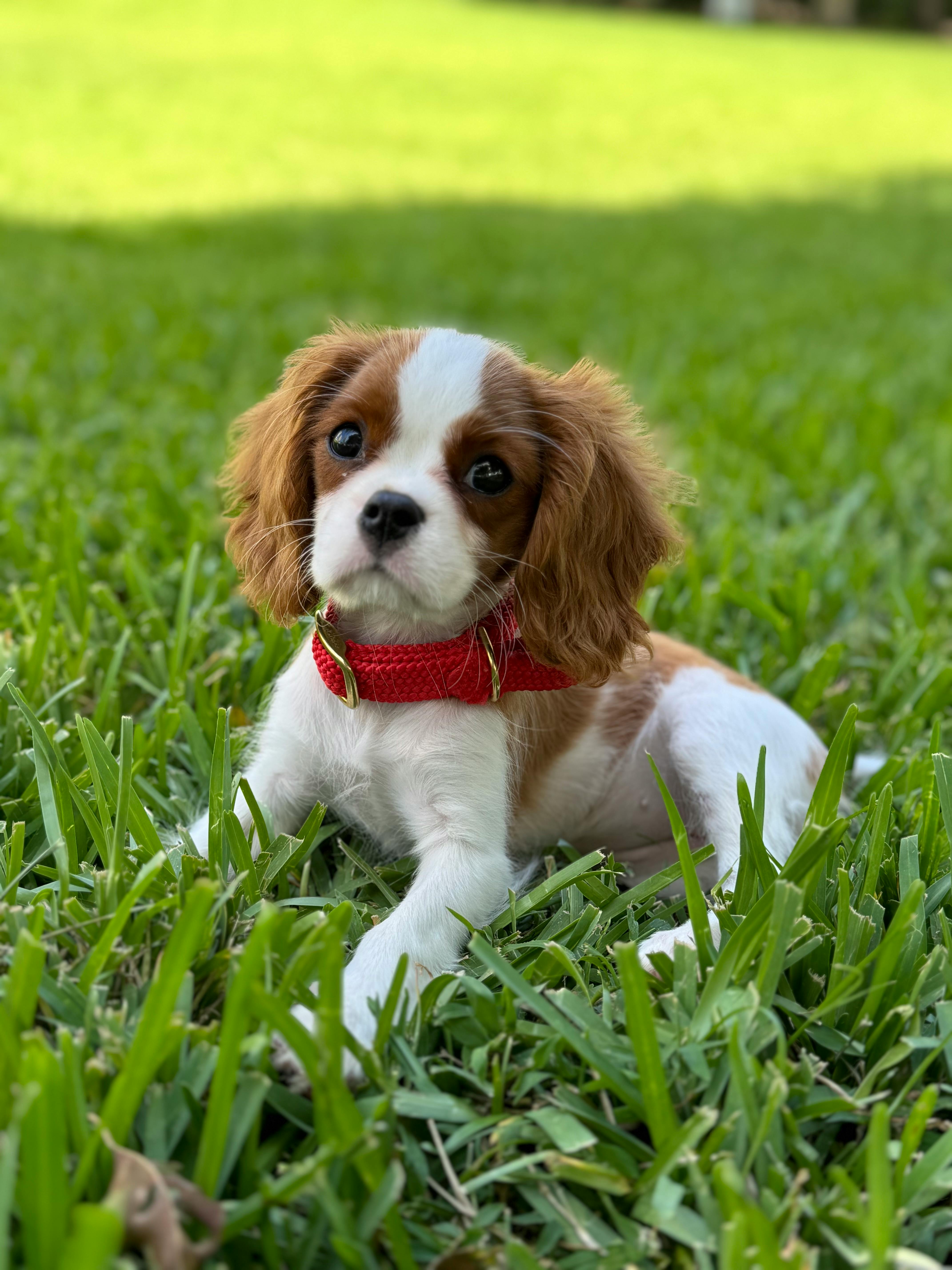 cute cavalier king charles spaniel puppy outdoors