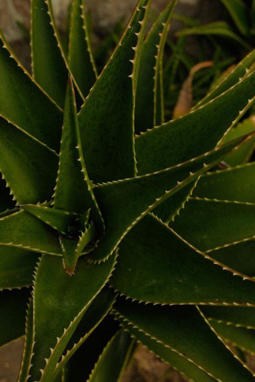 Close-up of Spiky Green Aloe Plant Leaves  Free Stock Photo