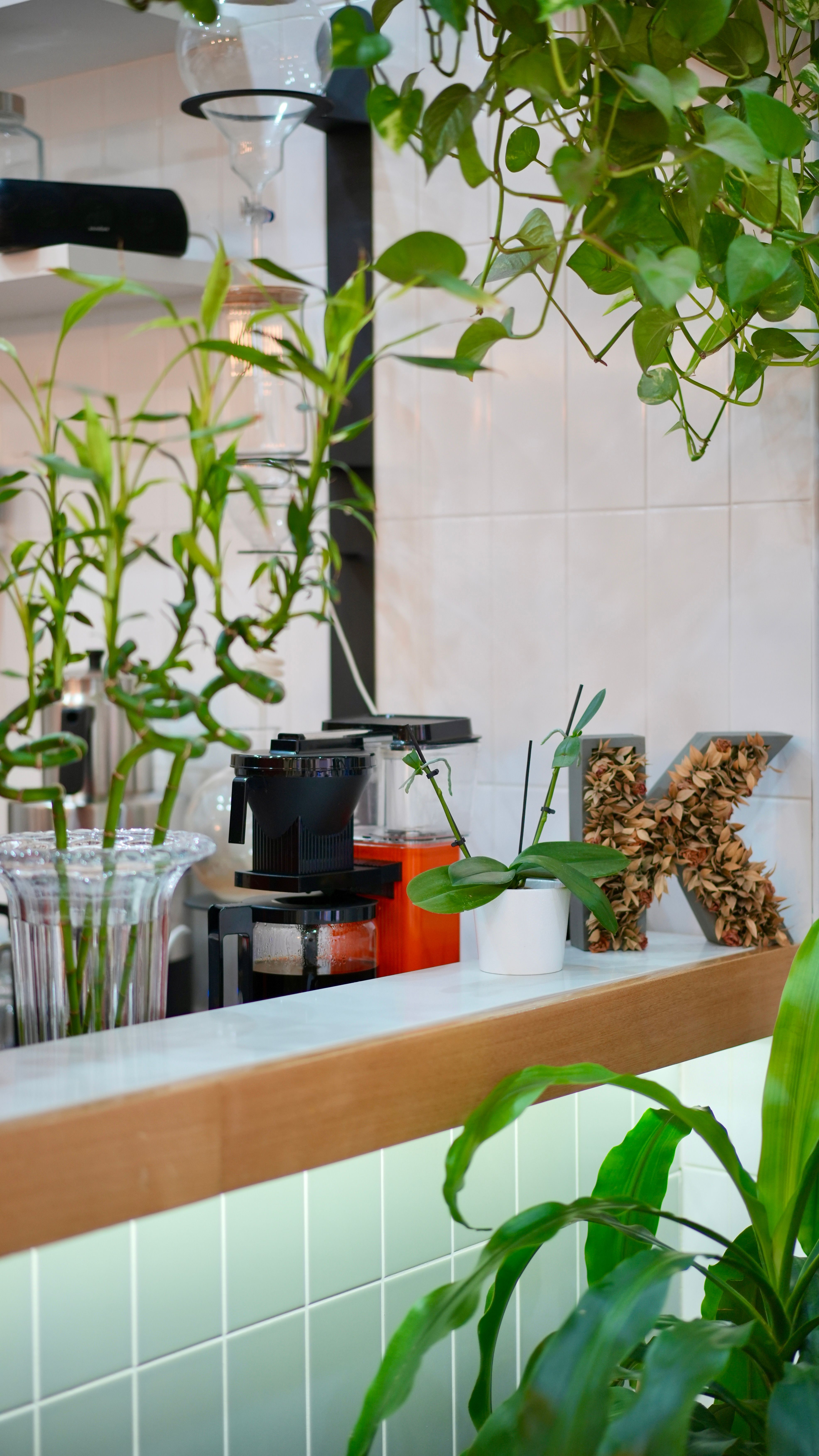 Small potted succulents arranged on a coffee and tea bar counter next to a pour-over set