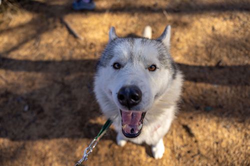 Free Playful Siberian Husky with wide grin on a sunny day outdoors. Stock Photo