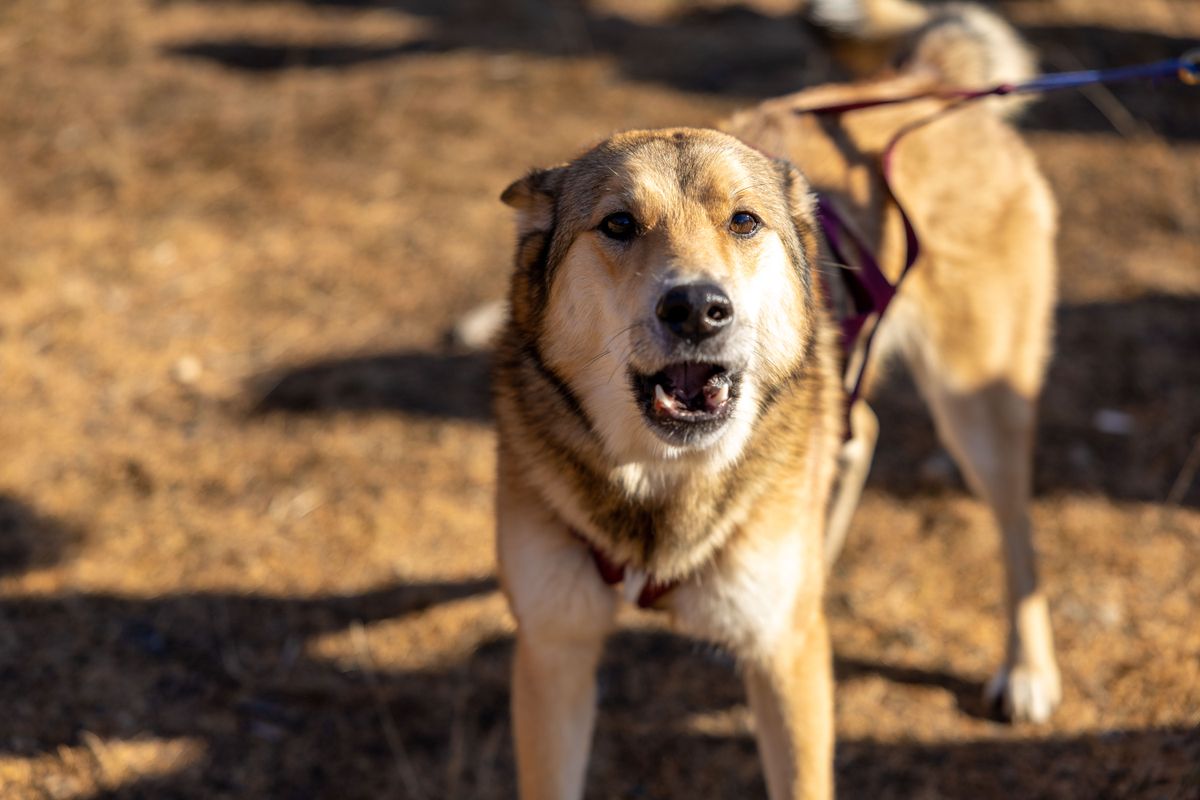 plainte chien qui aboie - Cohabiter sereinement : conseils pour une bonne entente entre voisins