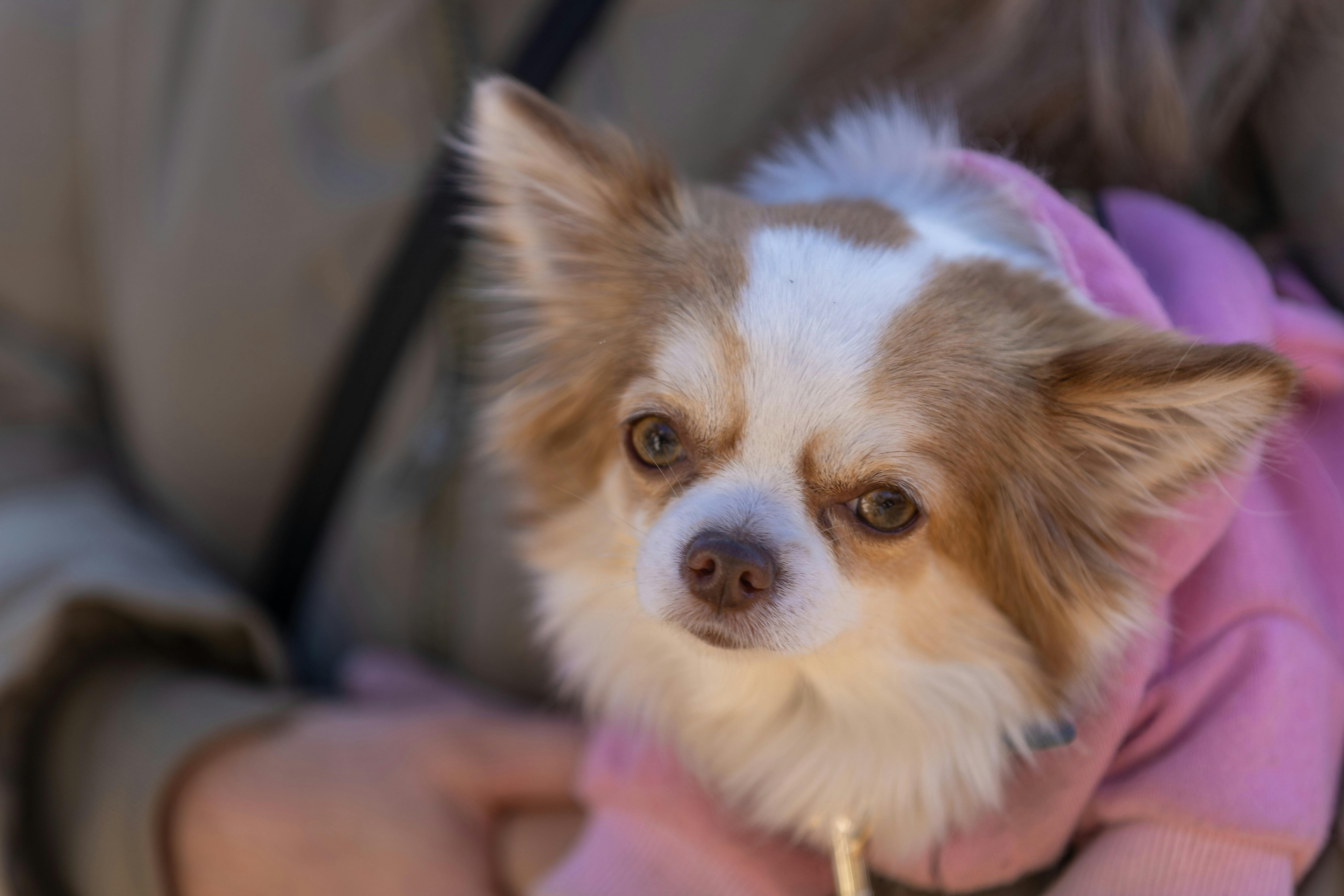 Adorable Chihuahua in warm pink sweater being held close outdoors.