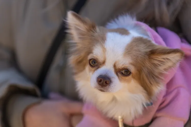 Chihuahua in pink sweater — for brachycephalic small breeds lick mats are often the most comfortable feeding format