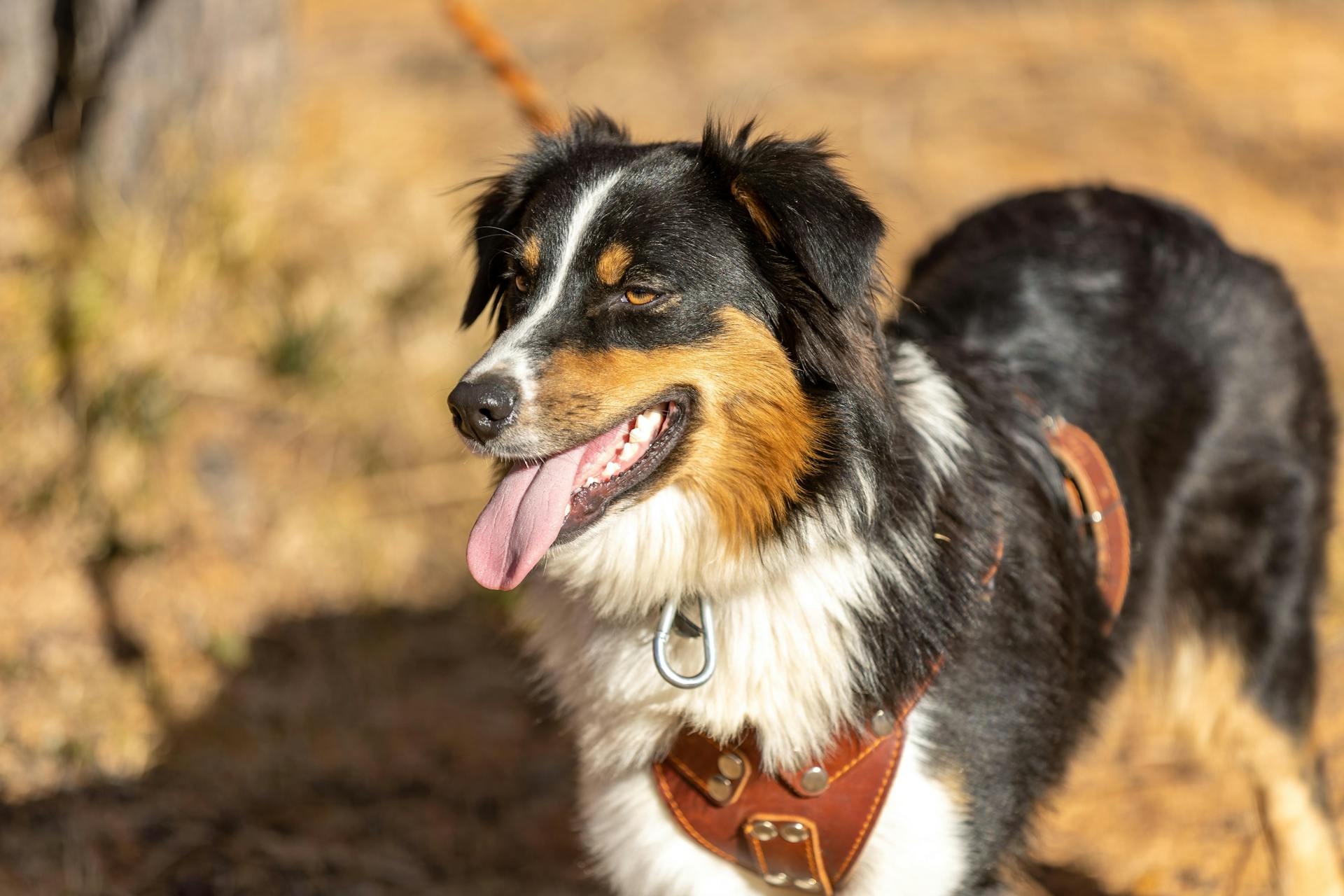 Close-up of an Australian Shepherd dog outdoors, wearing a leather harness.