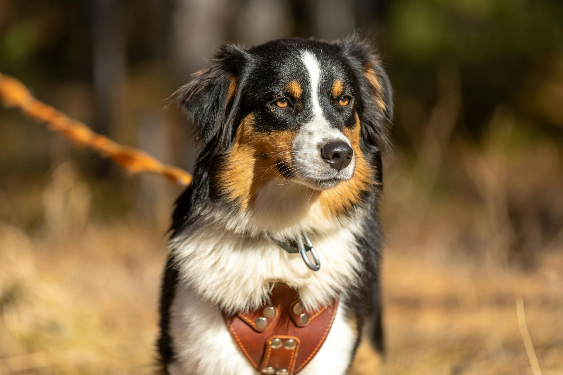 Australian Shepherd dog in harness, outdoors, autumn backdrop.