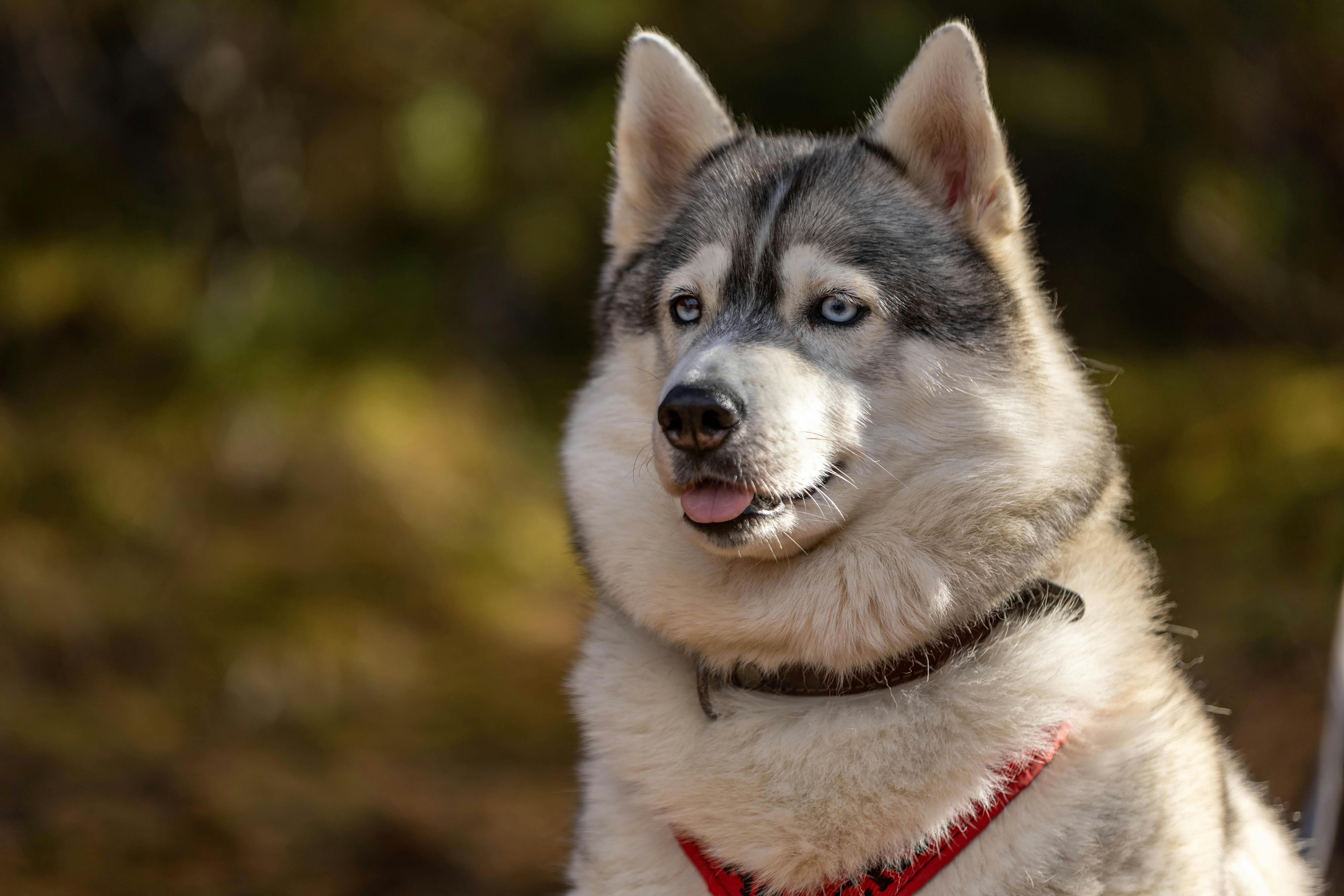 Close-up of a Siberian Husky with blue eyes sitting outdoors.