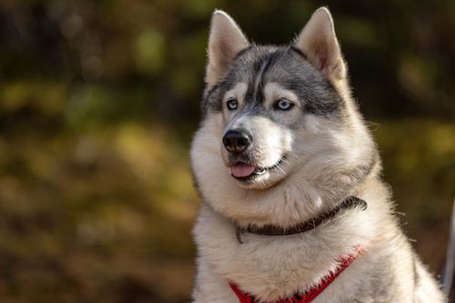 Free Close-up of a Siberian Husky with blue eyes sitting outdoors. Stock Photo