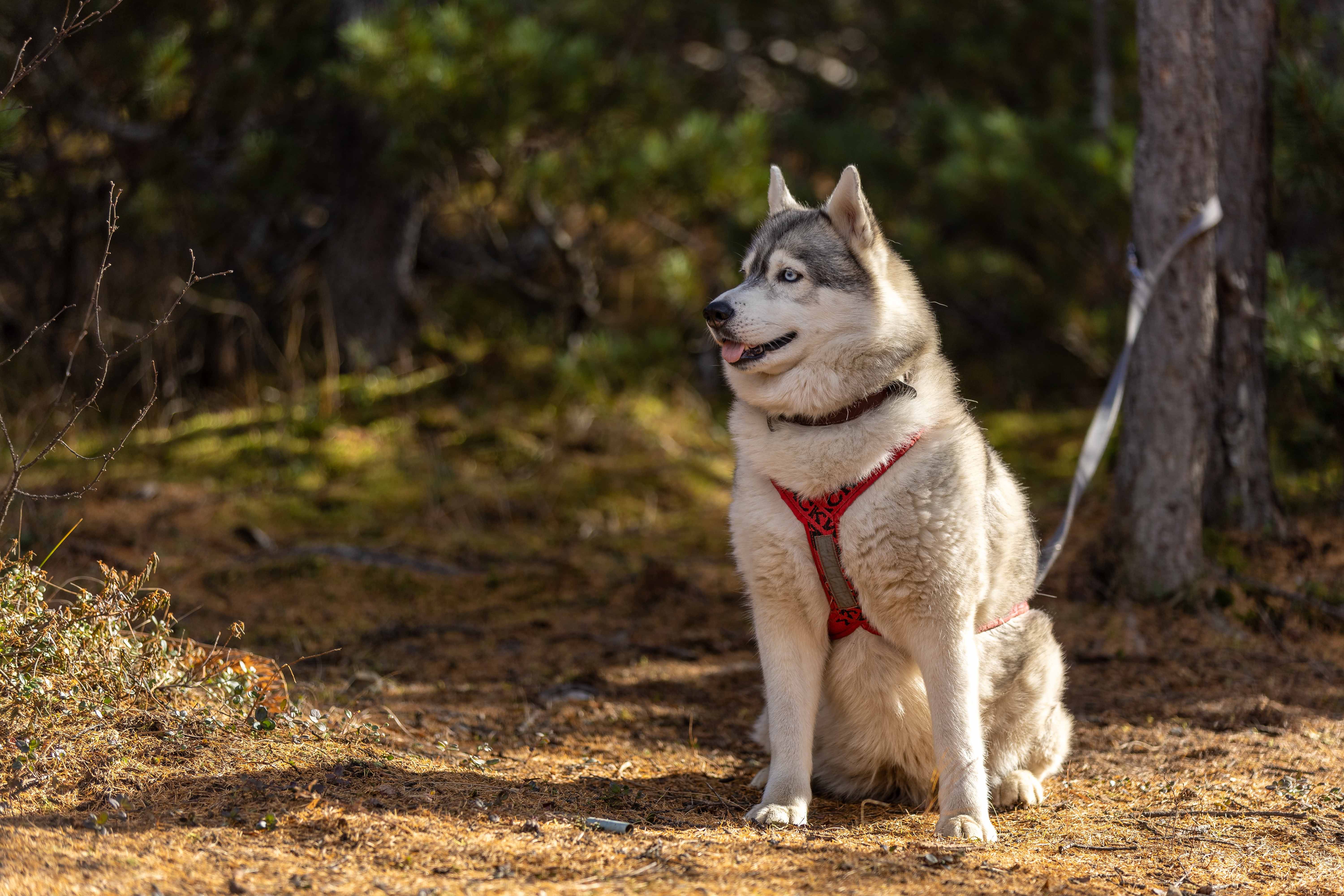 A Siberian Husky with a red harness sits calmly in a sunlit forest.