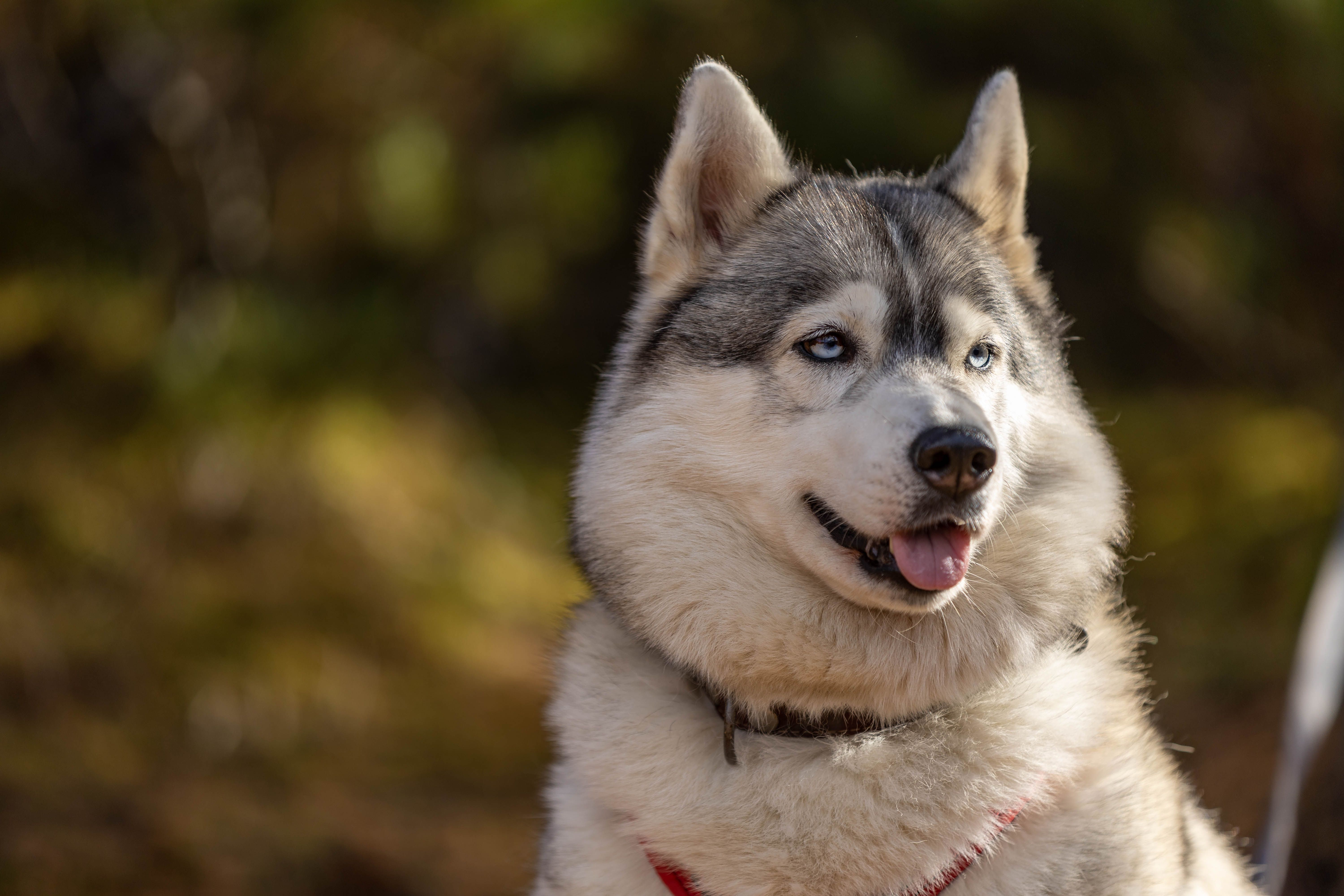 Best Dog Food for Siberian Huskies in 2026