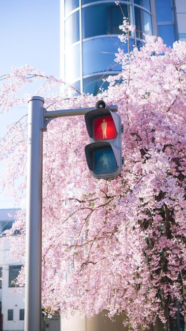 Photograph of cherry blossoms and traffic light in Matsumoto, Japan's spring season.
