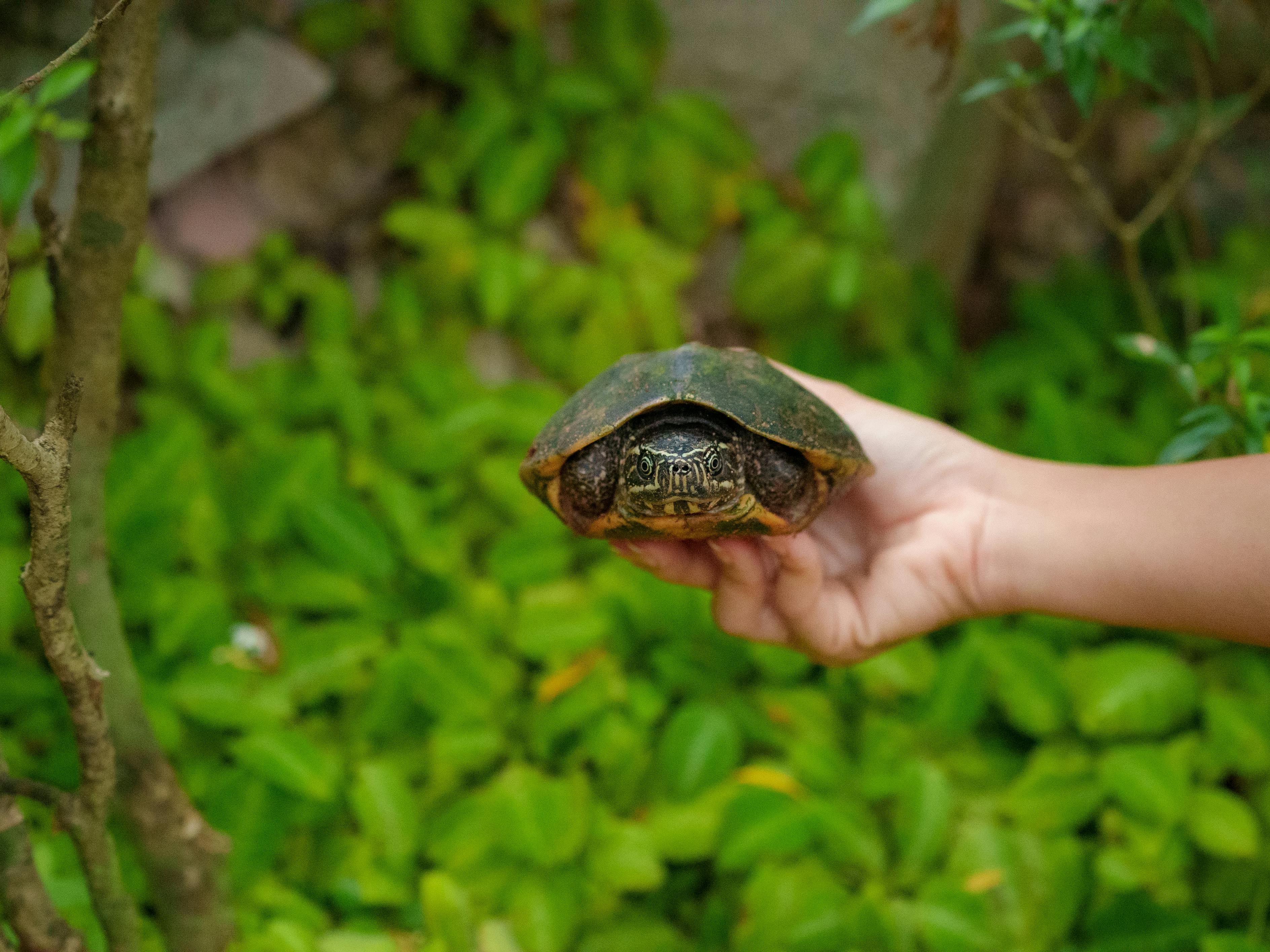 免費 塔特爾 圖庫相片