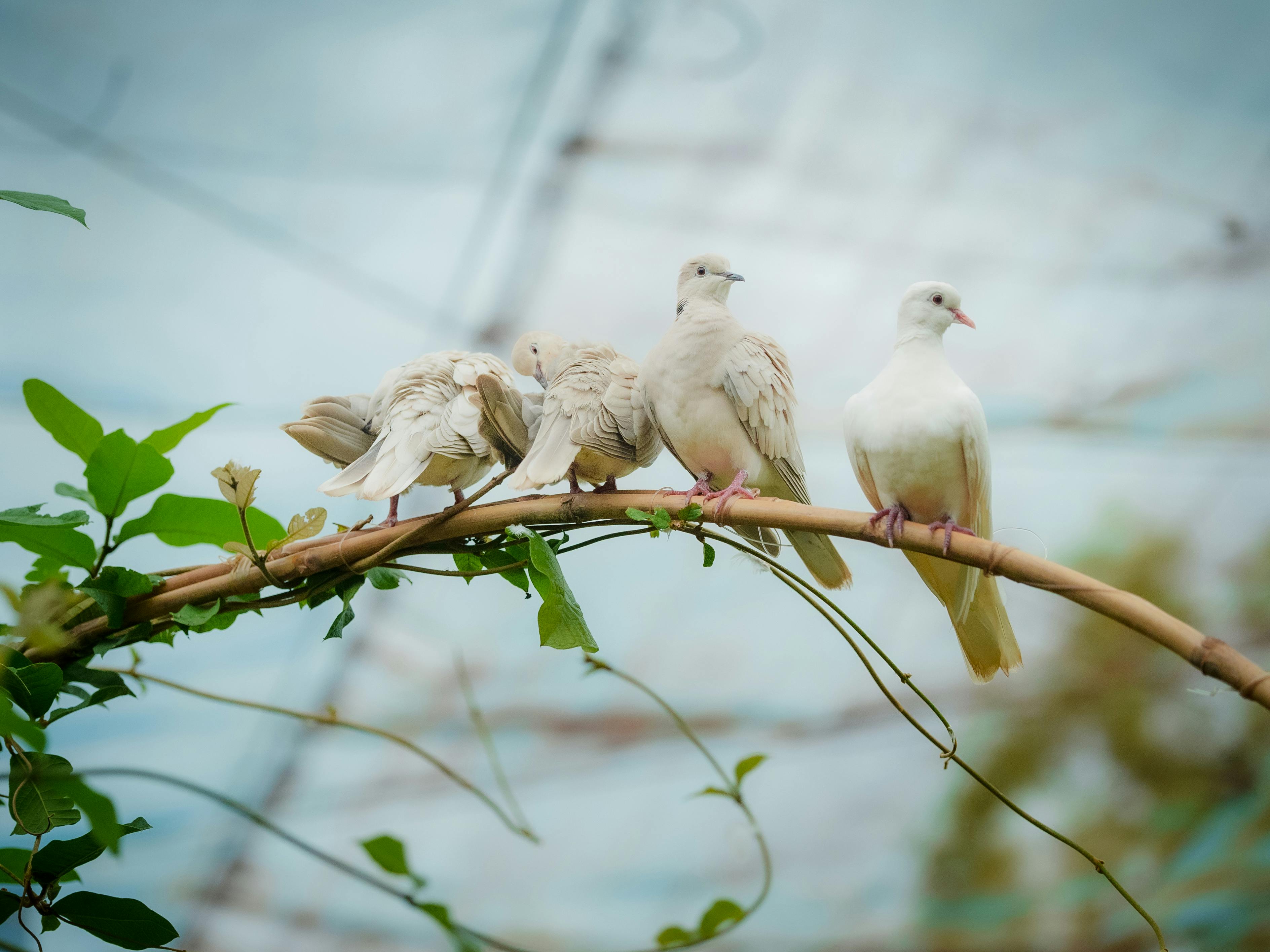 Zadarmo Pokojná scéna so štyrmi holubicami sediacimi na vetve viniča na rozmazanom pozadí. Fotka z fotobanky
