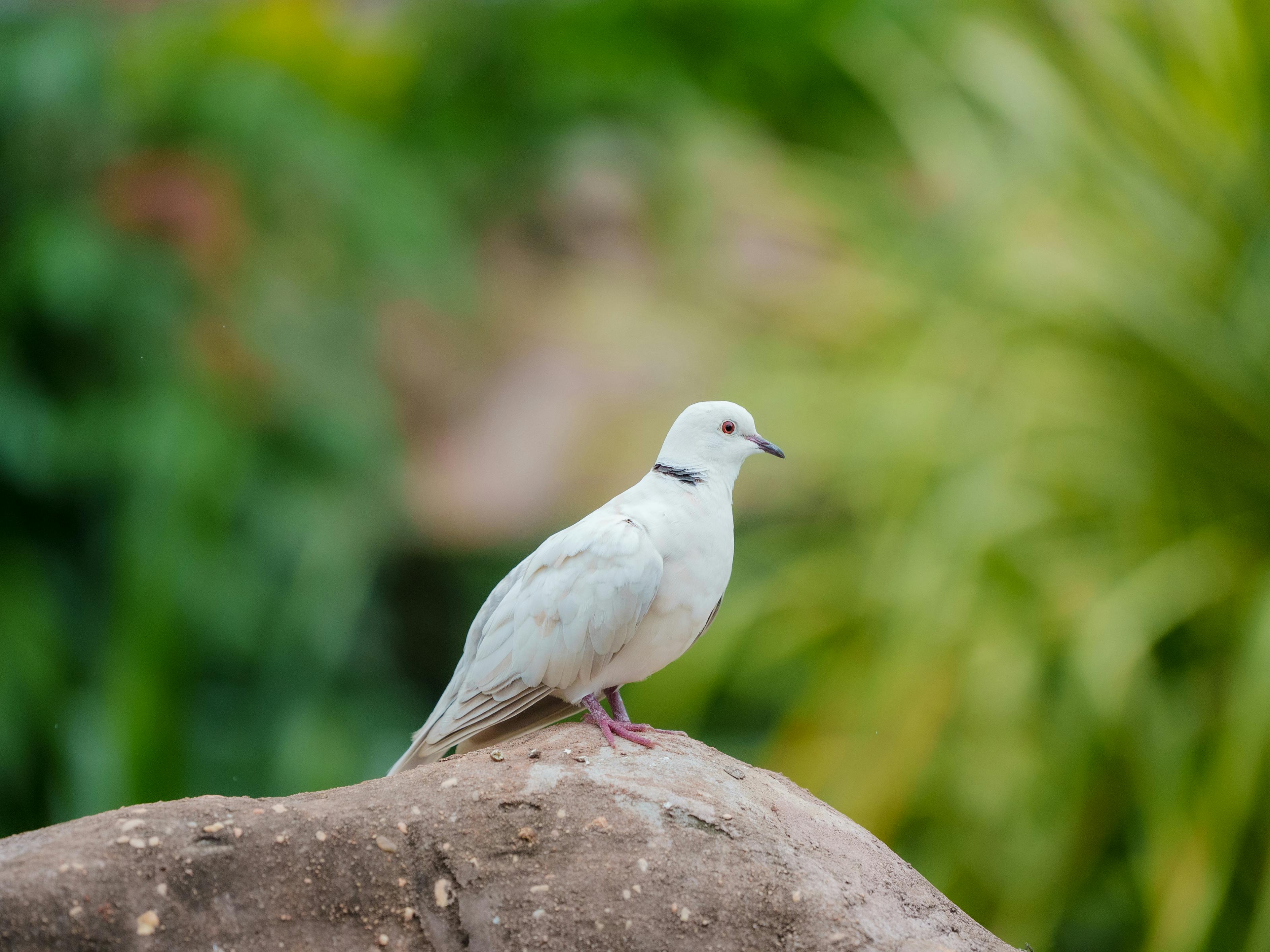 免費 一隻寧靜的白鴿棲息在綠樹環繞的岩石上，象徵和平與純潔。 圖庫相片