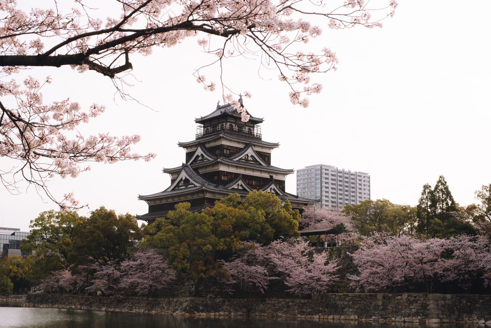 Hiroshima castle with cherry blossoms