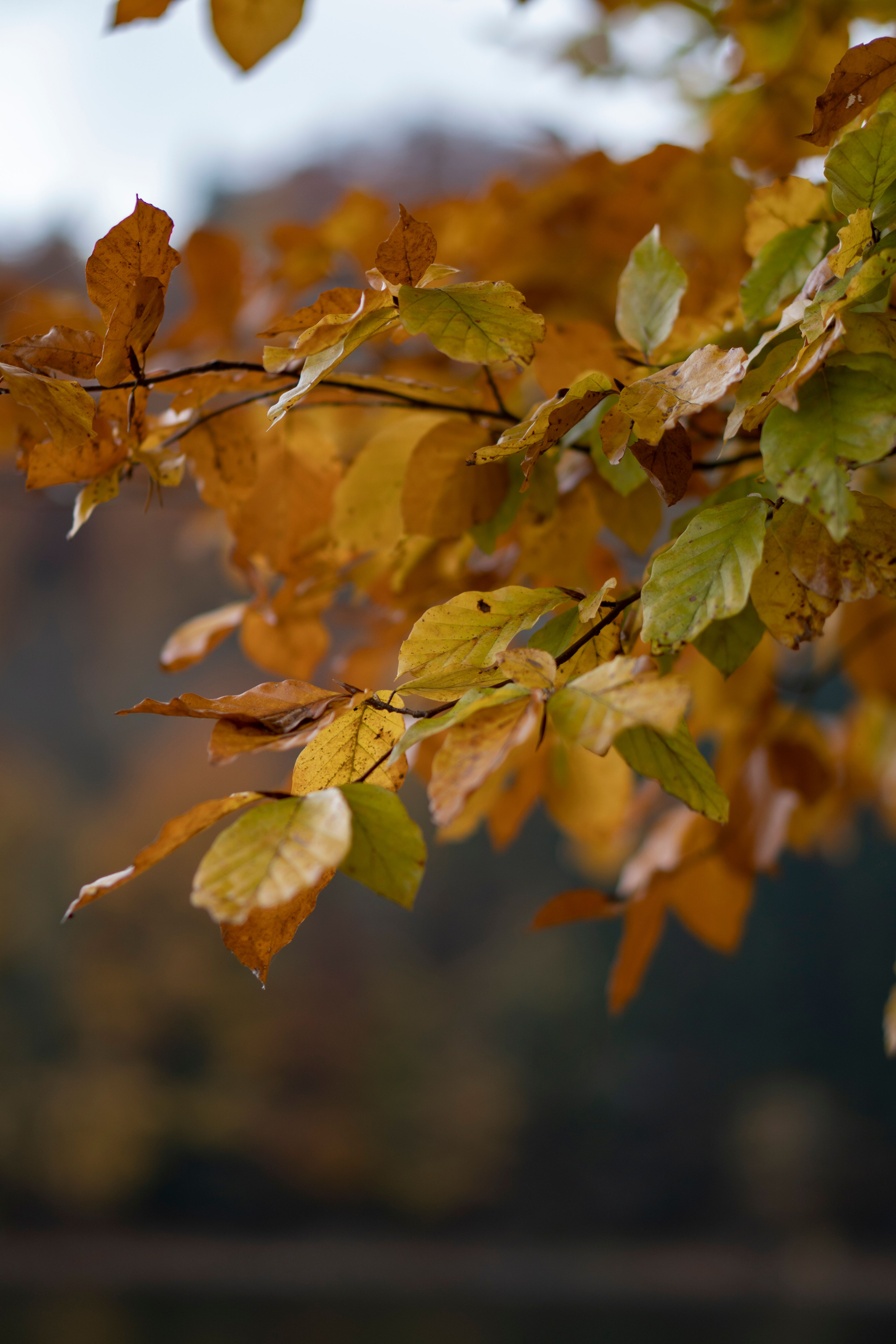 Golden Autumn Leaves in a Tranquil Forest Setting · Free Stock Photo