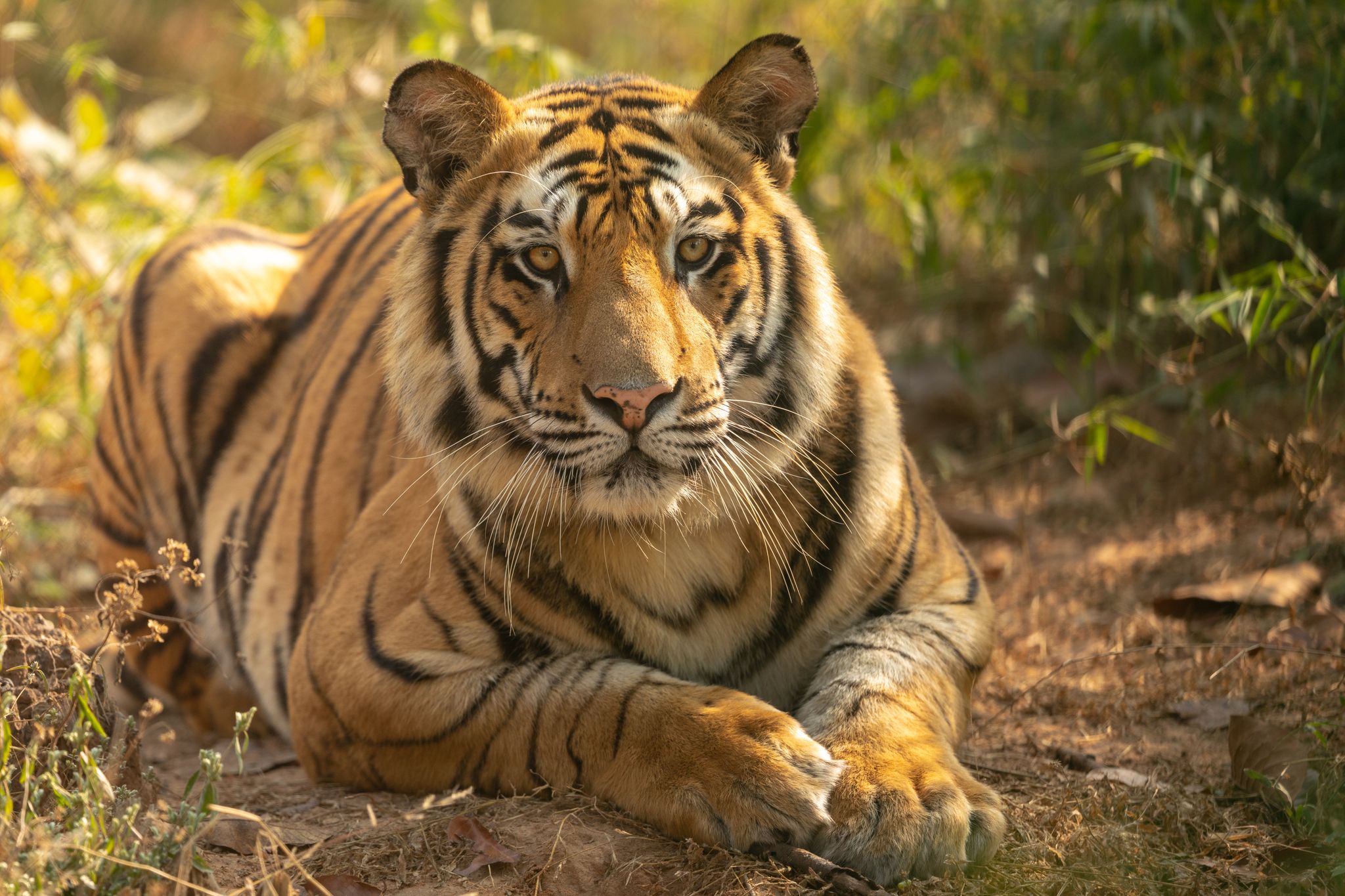 Bandhavgarh National Park photo