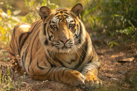 Bandhavgarh National Park