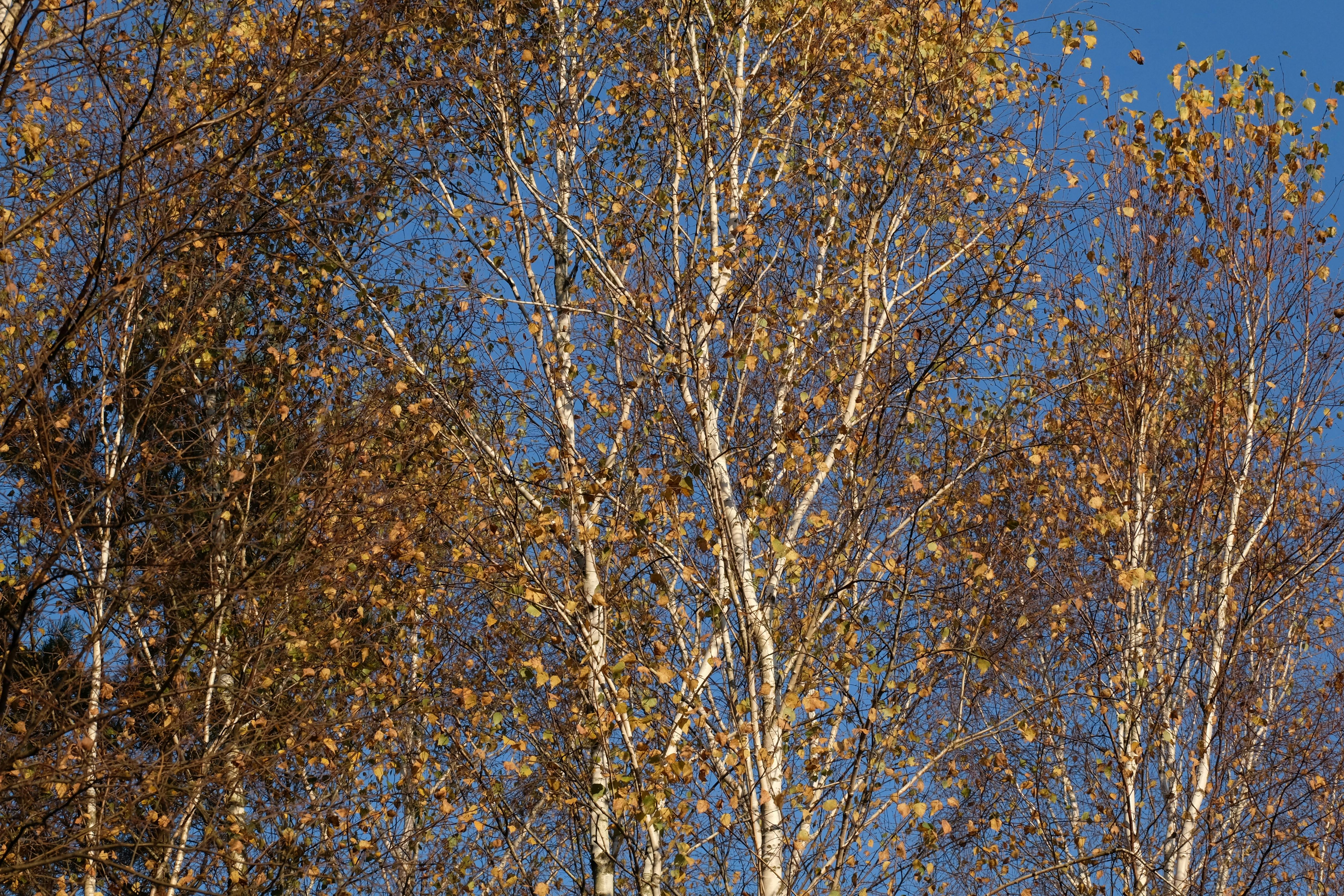 Gratis Abedules con hojas otoñales y un cielo azul claro que muestra los colores vibrantes del otoño. Foto de stock