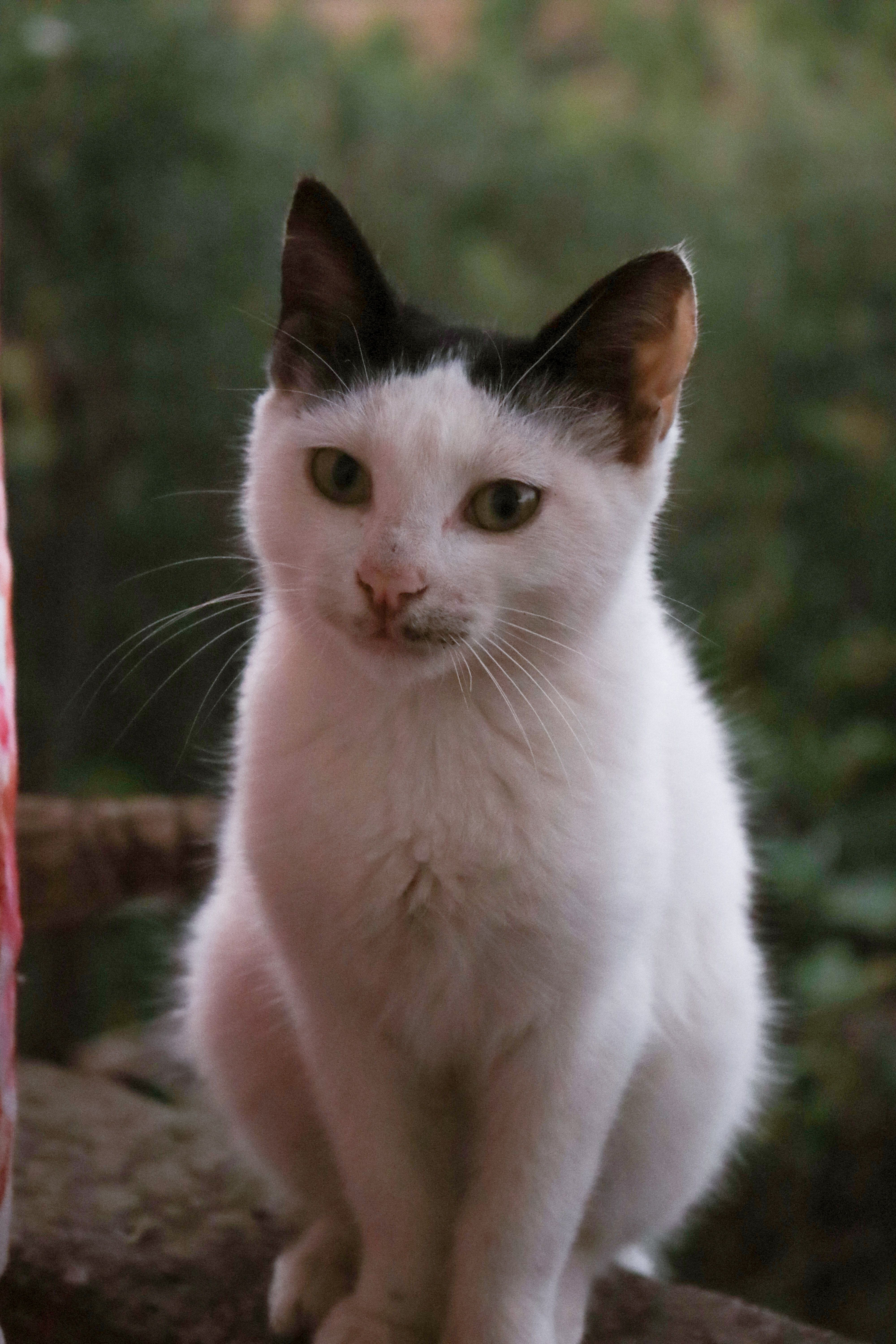 Close-Up of a Black and White Cat Outdoors · Free Stock Photo