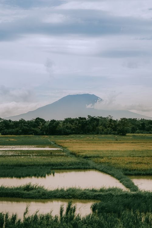 Free Beautiful rice terraces in Banten, Indonesia, with majestic mountain backdrop under a cloudy sky. Stock Photo