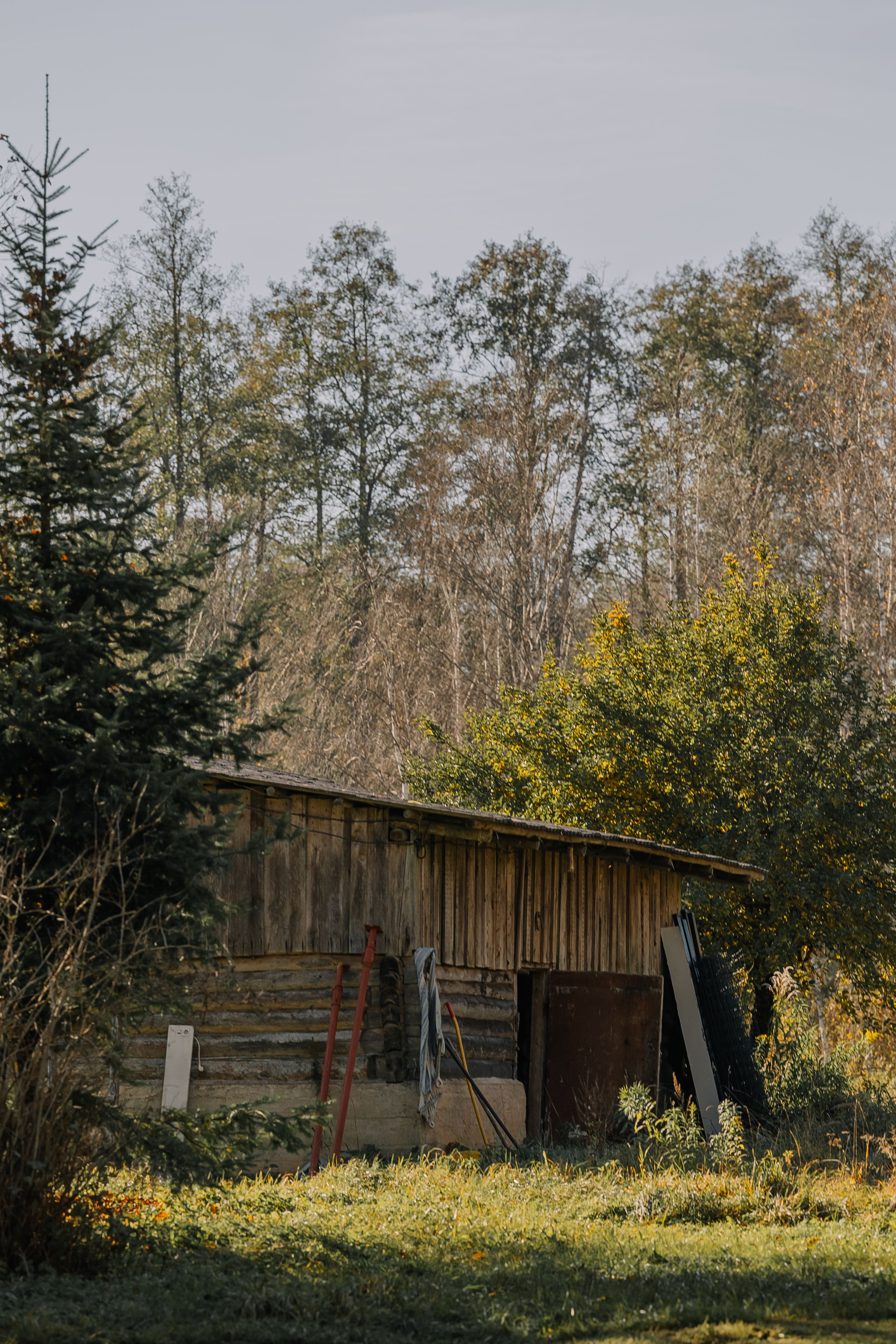 Rustic Wooden Shed in Serene Forest Setting · Free Stock Photo
